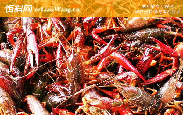 小龙虾:生活习性