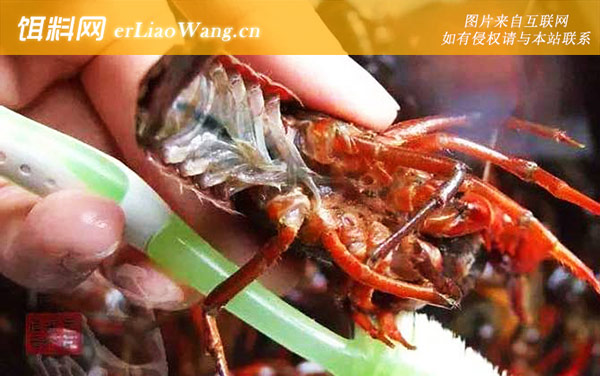 小龙虾:刷洗虾体