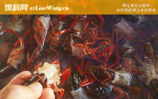 小龙虾:注意事项