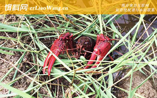 小龙虾:引入过程