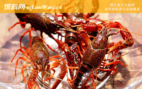 小龙虾养殖技术及注意事项-饲料投喂