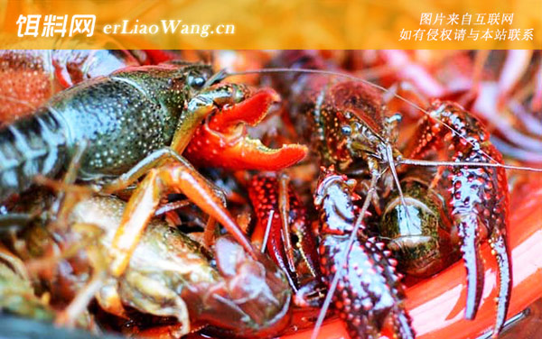 小龙虾养殖:日常管理