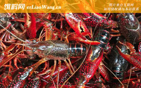 小龙虾养殖:注意事项