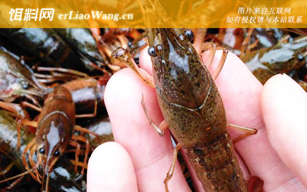 小龙虾苗:著名产地