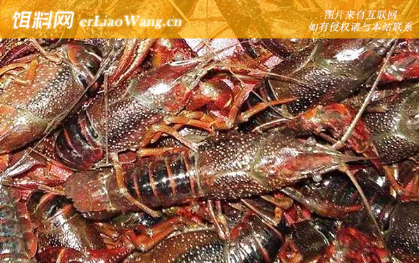 养殖小龙虾:养殖风险