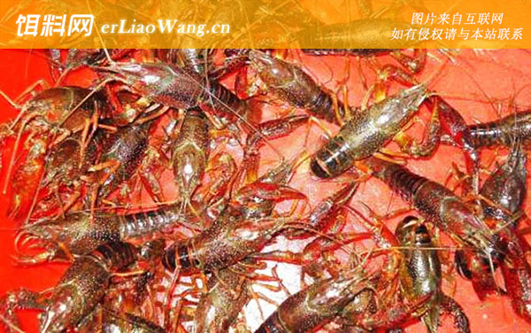 小龙虾:禁食部位