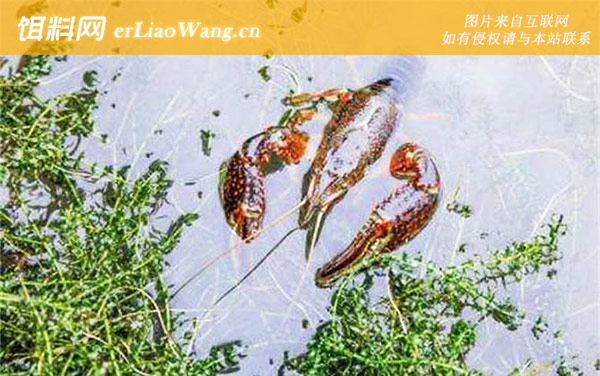 小龙虾:营养价值