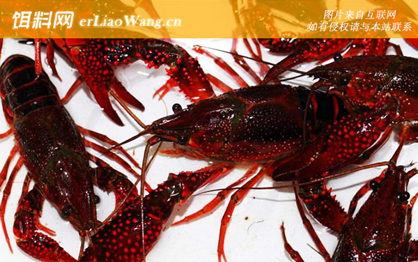 小龙虾:食用危害