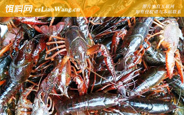 小龙虾:注意事项