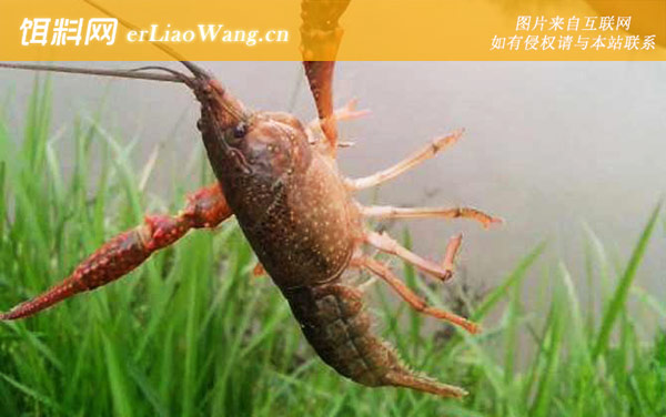 钓小龙虾:钓法技巧
