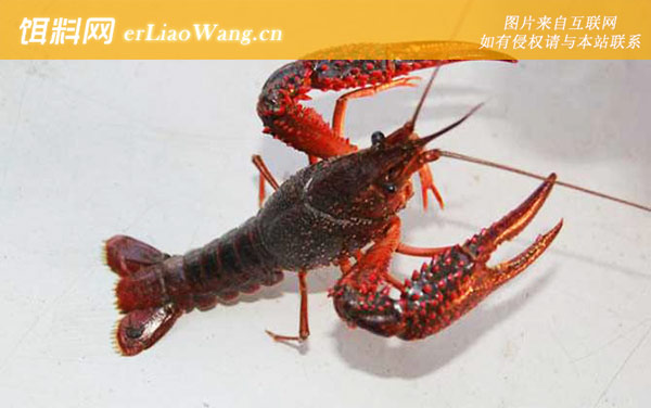 钓小龙虾:注意事项