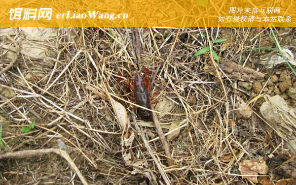 钓小龙虾:注意事项