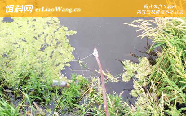 钓小龙虾:最佳时间