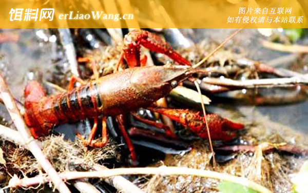 钓小龙虾:钓具搭配