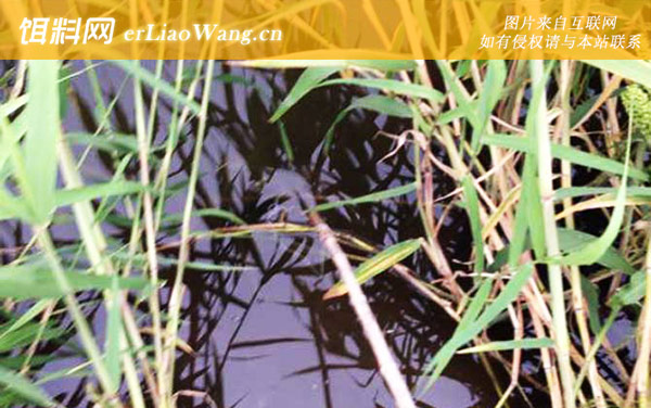野钓小龙虾:饵料选用