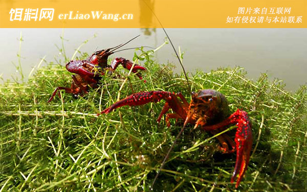 野钓小龙虾:注意事项