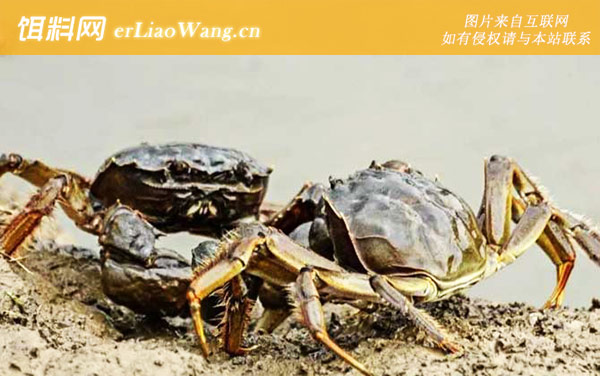 螃蟹:生物学说