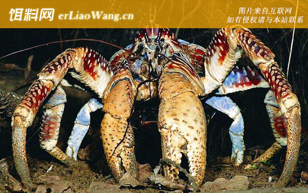 世界上最大的螃蟹是什么蟹-椰子蟹