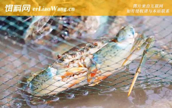 抓螃蟹:抓捕螃蟹