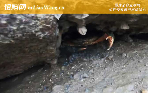 抓螃蟹:被夹处理