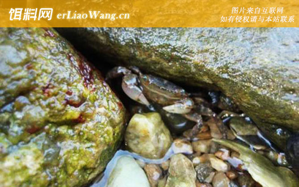 抓螃蟹:注意事项