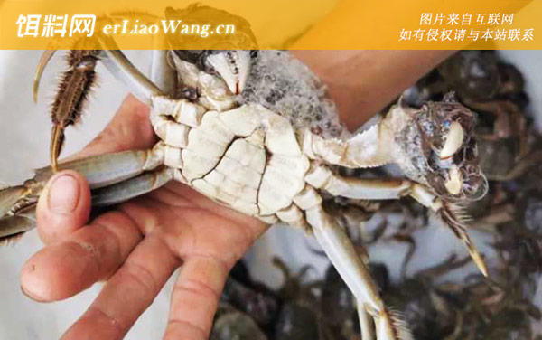 大闸蟹:生活习性