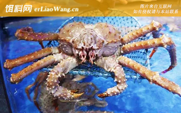 帝王蟹:生活习性