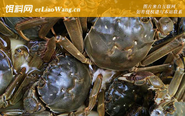 固城湖大闸蟹:保护范围