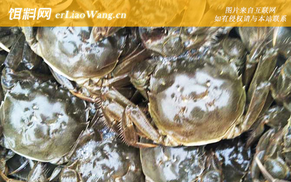 稻田蟹:生活习性