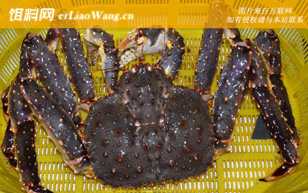 阿拉斯加帝王蟹:生活习性