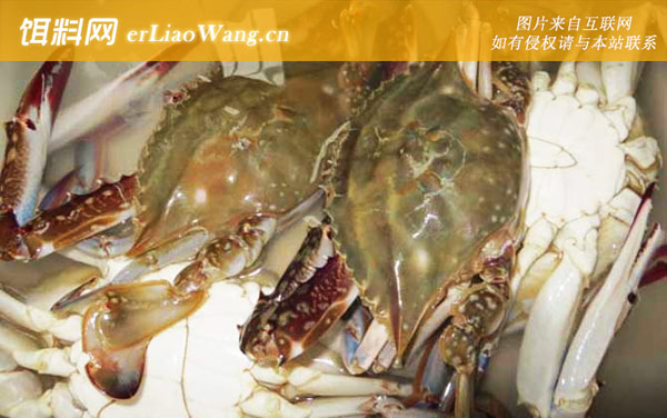 三疣梭子蟹:分布范围