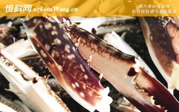 三疣梭子蟹:生活习性