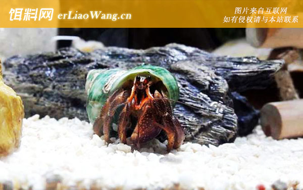 寄居蟹:生活习性