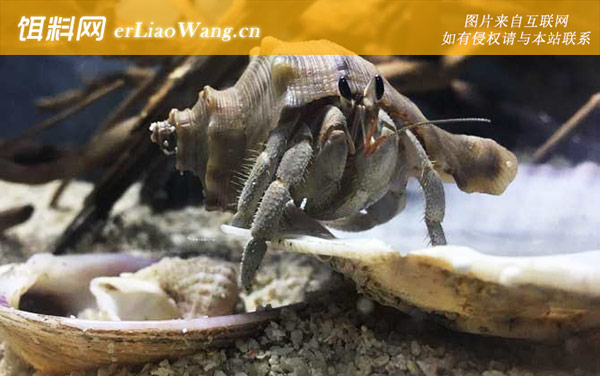 寄居蟹:常见种类