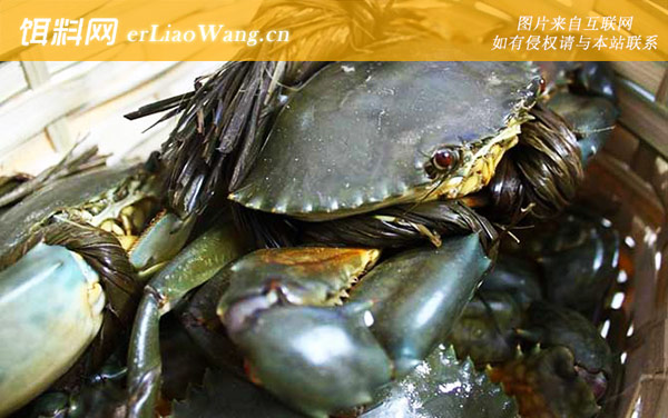 锯缘青蟹:分布范围