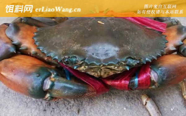 锯缘青蟹:生活习性