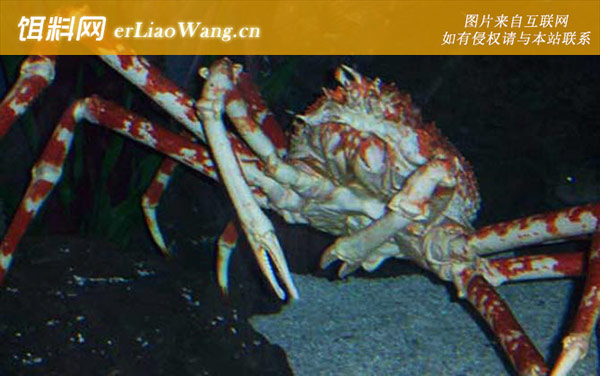 日本蜘蛛蟹:分布范围