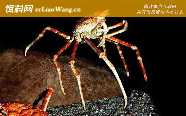 日本蜘蛛蟹:生活习性