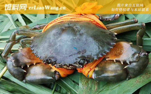 三门青蟹:保护范围