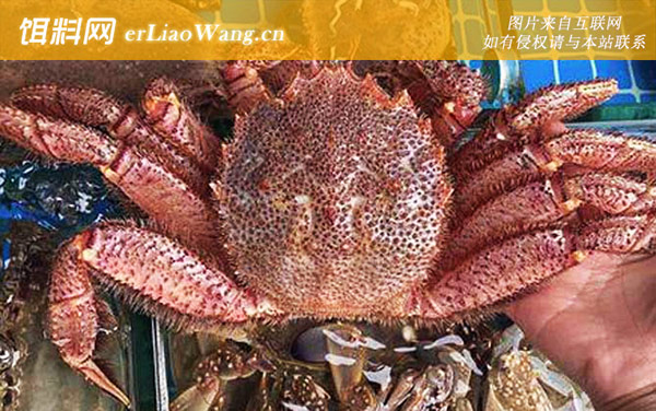 红毛蟹:分布范围