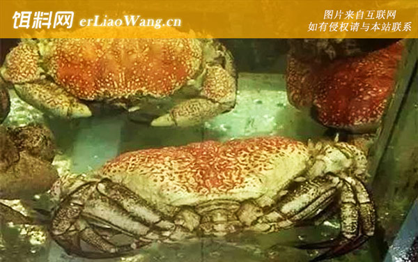 皇帝蟹:生活习性