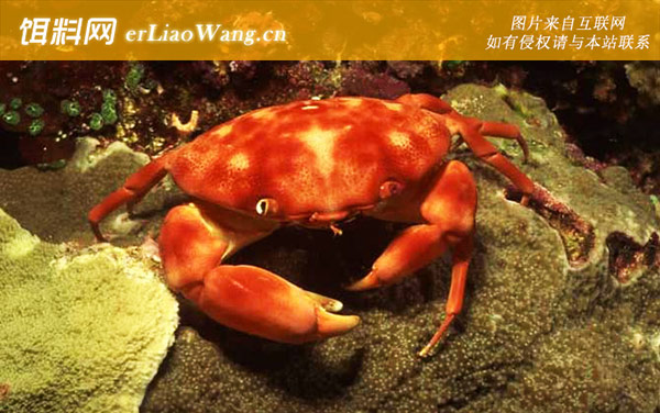 正直爱洁蟹:分布范围