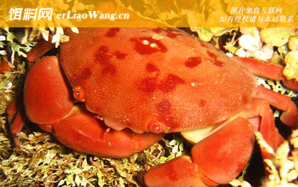 正直爱洁蟹:生活习性