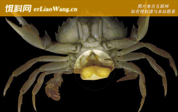 蟹奴:生长发育