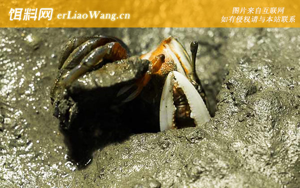沙蟹:生活习性