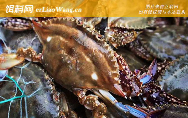 梭子蟹:生活习性