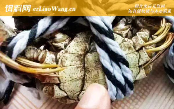 洗澡蟹是什么意思-种类