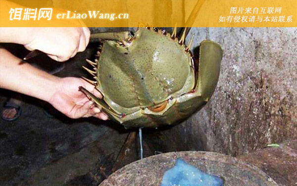 马蹄蟹:分布范围