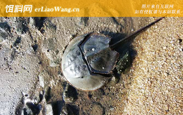 马蹄蟹:生活习性