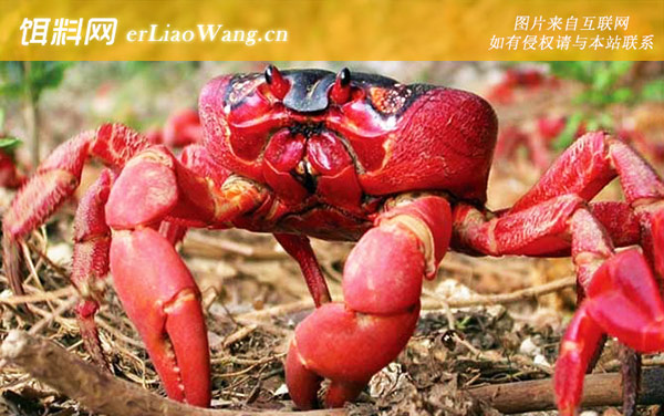 红蟹:分布范围